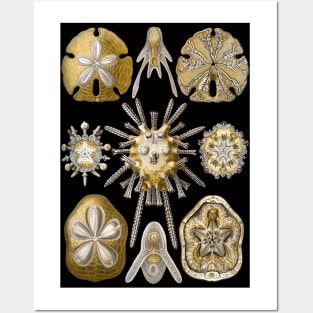 Sand Dollars Echinidea by Ernst Haeckel Posters and Art